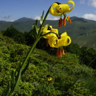 Lilium carniolicum